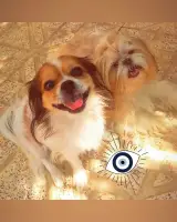 پانسیون سگ و گربه پایالند