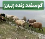 گوسفند دام زنده بهداشتی تهران با قصاب س