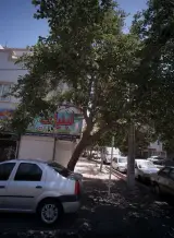 لبنیات سلامت