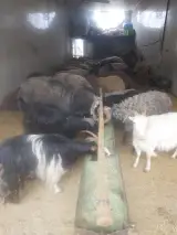 عرضه دام محسن کریمی