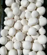 بورس قارچ