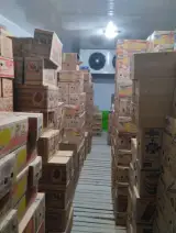 نمایندگی پخش بستنی دومینو (مهدی خسرو بیگی)