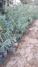 نهال درخت گل و گیاه فروشی