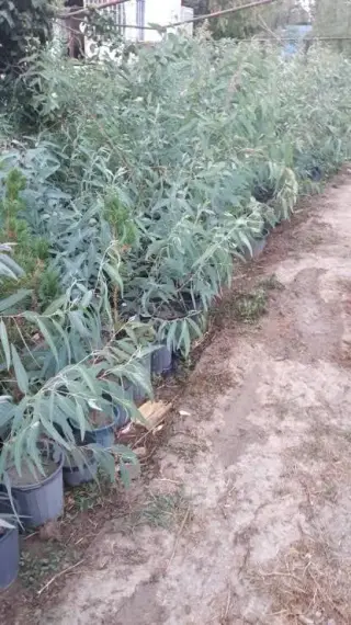 نهال درخت گل و گیاه فروشی
