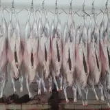 مرغ فروشی و قصابی الزهرا اصفهان