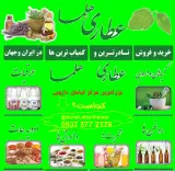 عطاری هلما