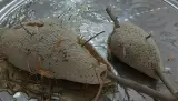 عطاری مظفر محمدی