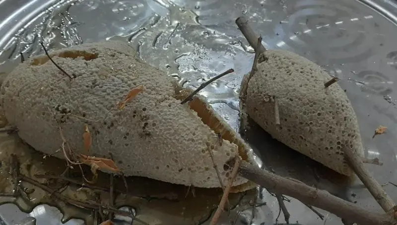 عطاری مظفر محمدی