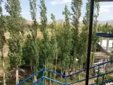 سوئیت نوروزی
