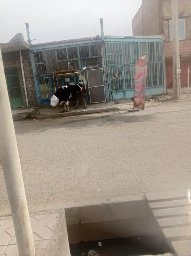 قصابی پناهپور
