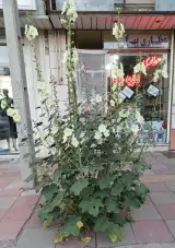 عطاری بهار