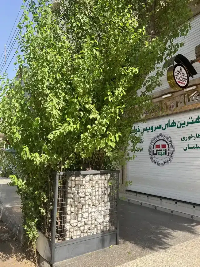 مبلمان زانوس