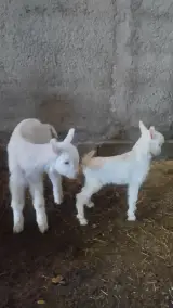 لبنیات ارگانیک بز