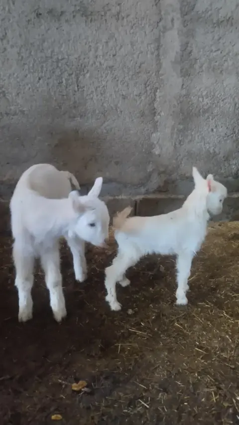 لبنیات ارگانیک بز