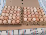 پخش تخم مرغ شفیعی