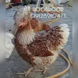 پرنده فروشی بلوار