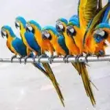 پت شاپ کوکاتیل