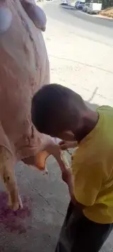 قصابی جعفری