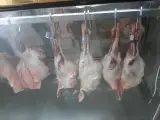 فروشگاه مرغ و گوشت پالوج
