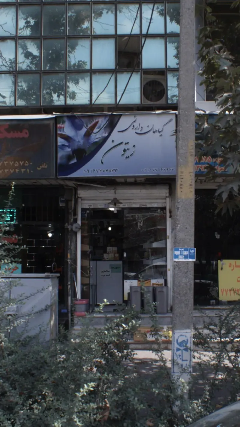 گیاهان داروئی زیتون