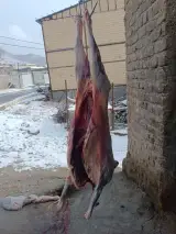 قصابی دام زنده کشتار رایگان