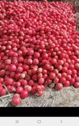 انار فروشی زندی