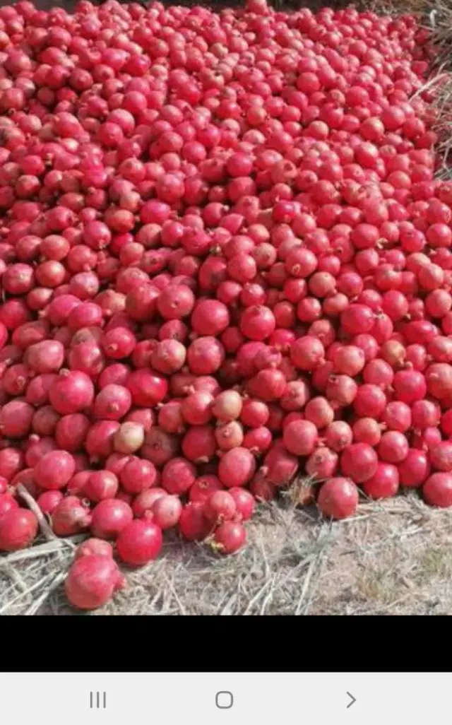 انار فروشی زندی