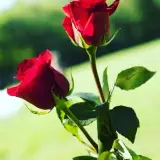 موسسه حقوقی بین المللی آرارات (شعبه مشهد)