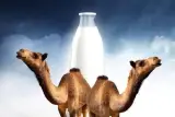 لبنیات محلی