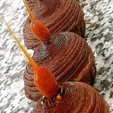 قنادی گنج شیرین