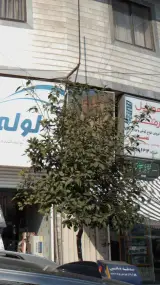 موبایل رضا