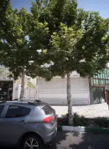 تنگستان کیش