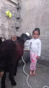 قصابی فلاحت