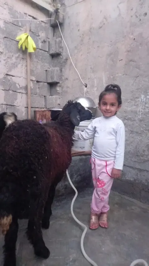 قصابی فلاحت