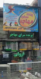 پرنده فروشی مهاجر