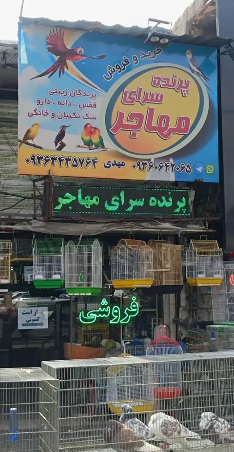 پرنده فروشی مهاجر