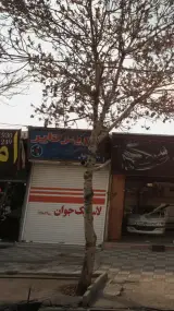 لاستیک جوان