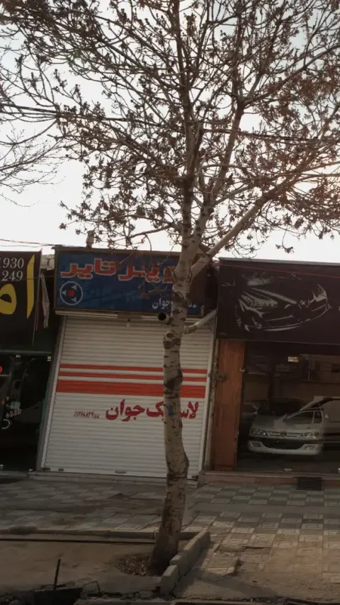 لاستیک جوان