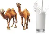 دوغ شتر شیر شتر