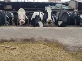 لبنیات سنتی حاج قاسمعلی