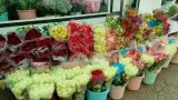 بازار گل و گیاه پردیس فارس