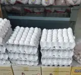 پخش تخم مرغ مسعود