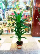 گل سرای آنیسا