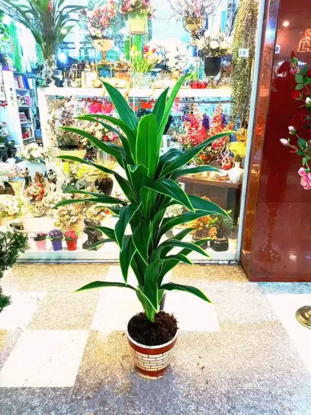 گل سرای آنیسا