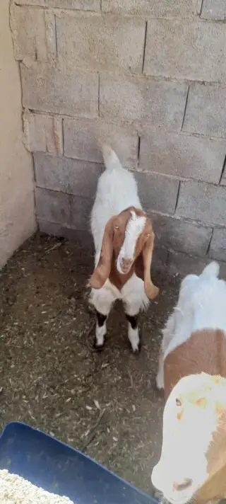 ماست بندی عربپور