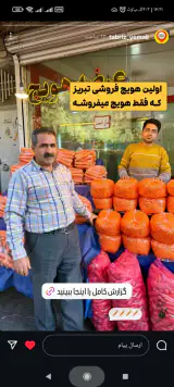 عرضه مستقیم هویج فتحی در تبریز