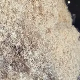 پوشال کندوان
