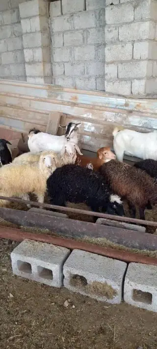 قصابی نگین