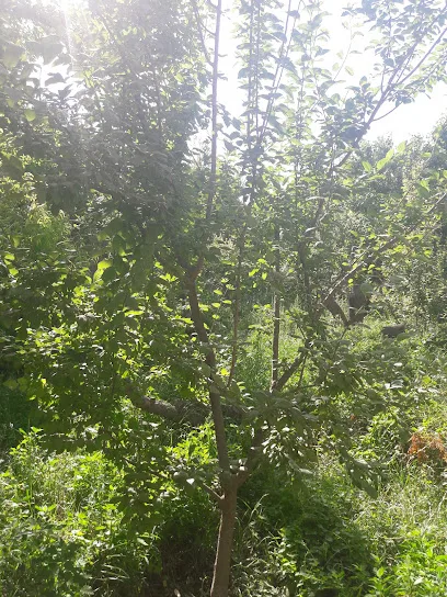 مشاور املاک حنیفه