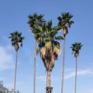 اهواز